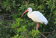 White Ibis